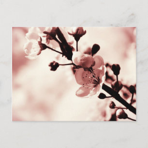 Cartão Postal Cherry Blossum, Primavera, flovers, Natureza
