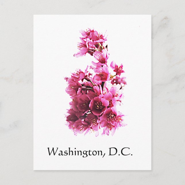 Cartão Postal Cherry floresce em Washington, DC. (Frente)
