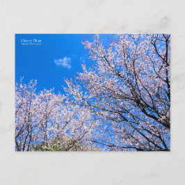 Cartão Postal Cherry Plum [Cartão postal]