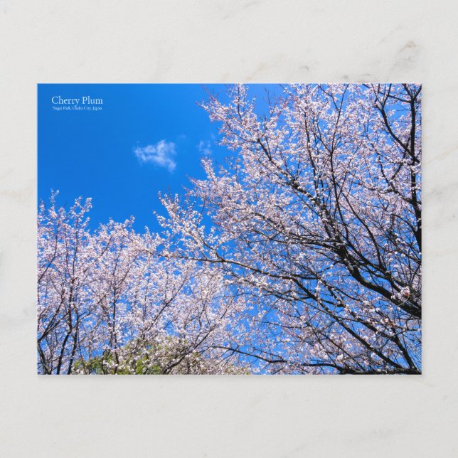 Cartão Postal Cherry Plum [Cartão postal] (Frente)