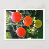 Cartão postal Cherry Tomato