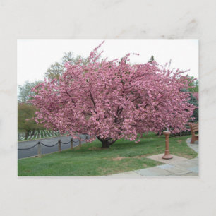 Cartão postal Cherry Tree