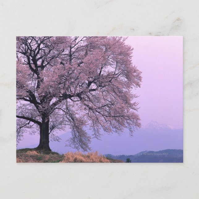 Cartão Postal Cherry Tree (Frente)