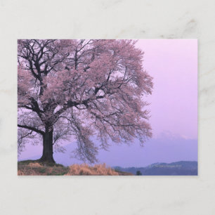 Cartão Postal Cherry Tree