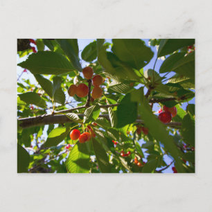 Cartão Postal Cherry Tree, Michigan