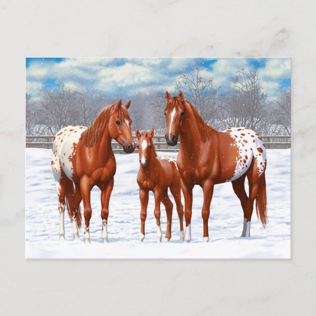 Cartão Postal Chestnut Appaloosa Sorrel Quarter Hores em Neve (Frente)