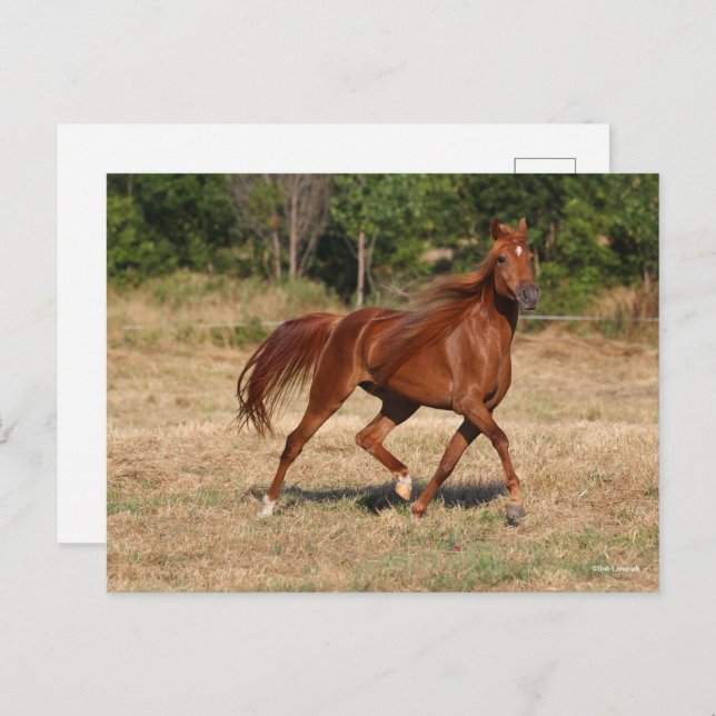 Cartão Postal Chestnut Arab Running Mane Tail Fluindo (Frente/Verso)