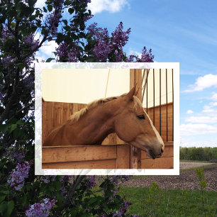 Cartão Postal Chestnut Horse com Blaze em Stall