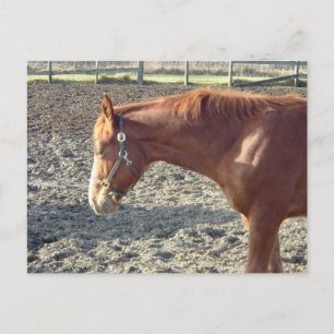 Cartão Postal Chestnut Horse Love