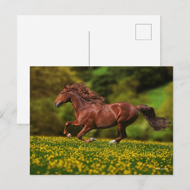 Cartão Postal Chestnut Lusitano Correndo Em Buttercups (Frente/Verso)