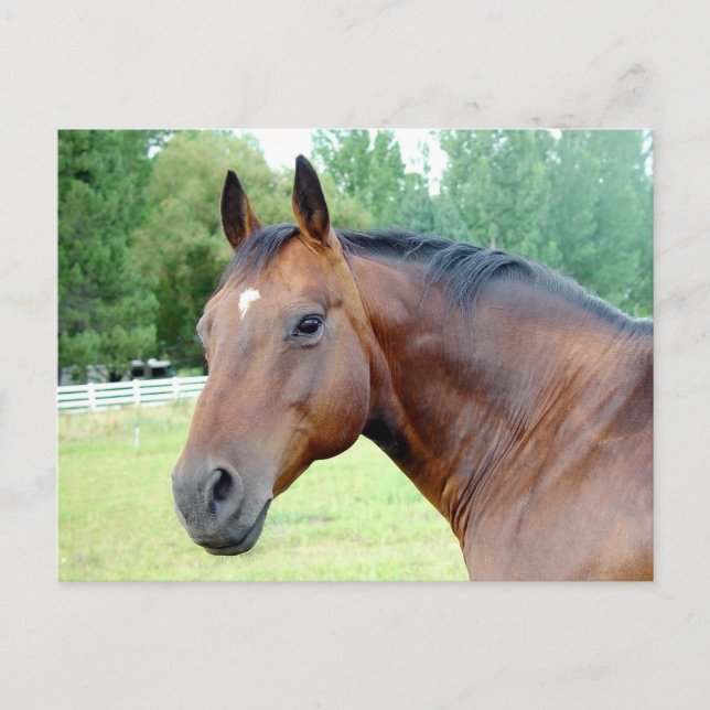Cartão Postal Chestnut Mare (Frente)