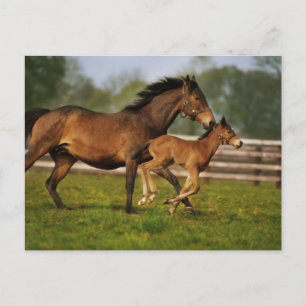 Cartão Postal Chestnut Mare & Foal puro