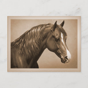 Cartão Postal Chestnut Morgan Horse em Sepia