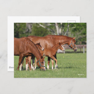 Cartão Postal Chestnut Quarter Horse Mares and Fotos