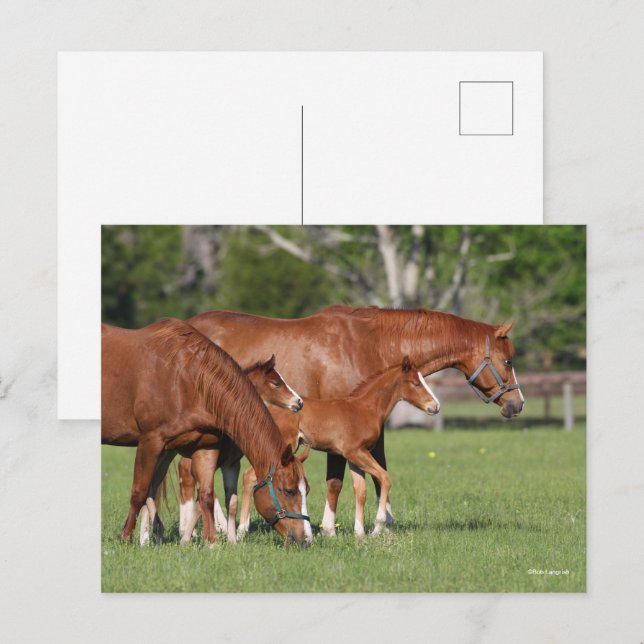 Cartão Postal Chestnut Quarter Horse Mares and Fotos (Frente/Verso)