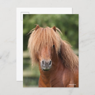 Cartão Postal Chestnut Shetland Pony Stallion headshot