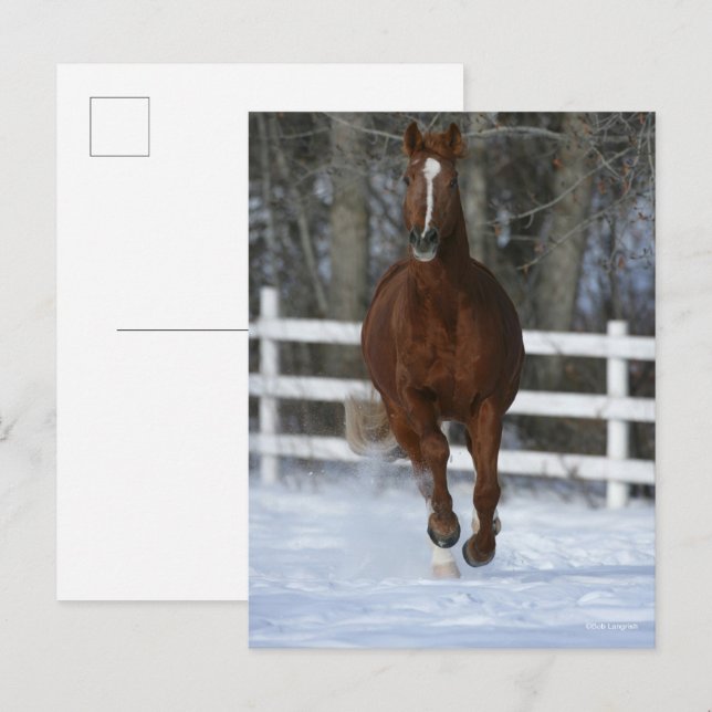 Cartão Postal Chestnut Trakehner Stallion In The Snow (Frente/Verso)