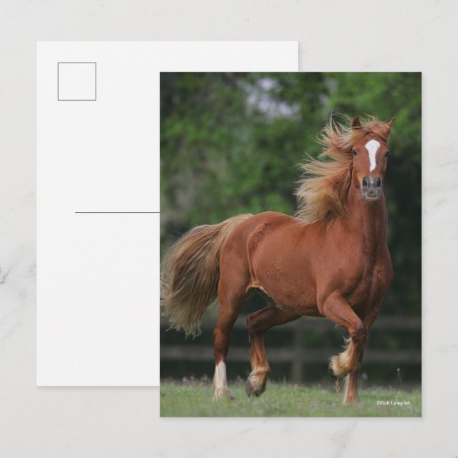 Cartão Postal Chestnut Welsh Pony Mane and Tail Fluir (Frente/Verso)