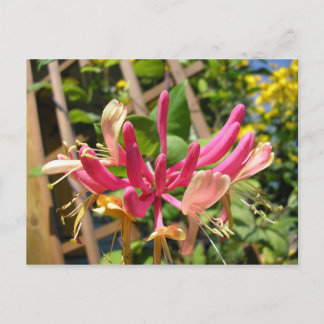 Cartão Postal Chèvreferuille grimpant