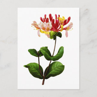 Cartão Postal Chevrefeuille por Joseph Pierre Redoute