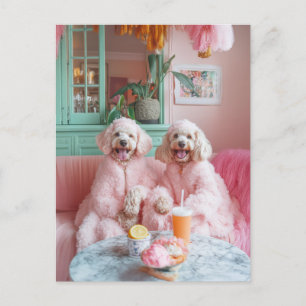 Cartão Postal Chic Labradoodles em Lounge Rosa