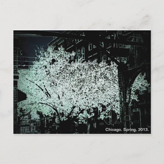 Cartão Postal Chicago Blossoms Abstrato (Frente)