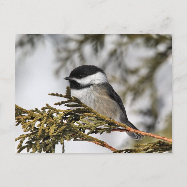 Cartão Postal Chickadee_9505 (Frente)