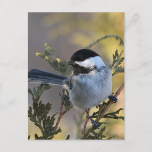 Cartão Postal Chickadee_9695