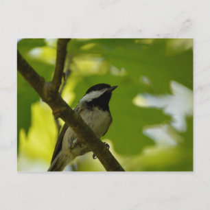 CARTÃO POSTAL CHICKADEE DE CABO PRETO