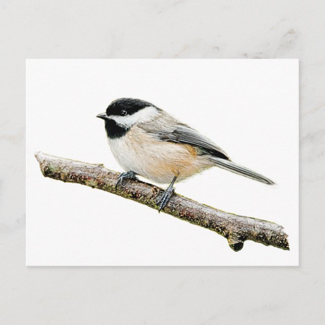 Cartão Postal Chickadee na Ramificação (Frente)