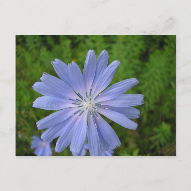 Cartão Postal Chicorée (Frente)