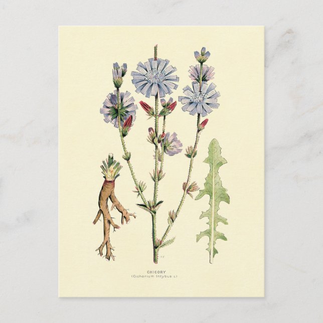Cartão Postal Chicória (Frente)