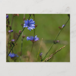 Cartão Postal Chicória azul no prado verde.