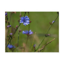 Chicória azul no prado verde.