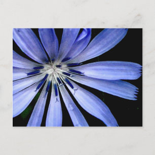 Cartão Postal Chicory Collection