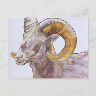 Cartão Postal Chifre Longo Americano 2004