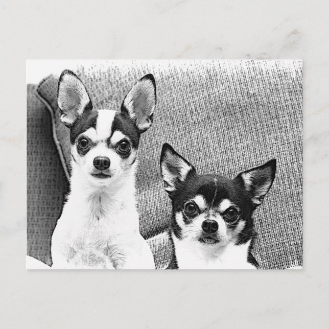 Cartão Postal Chihuahua (Frente)