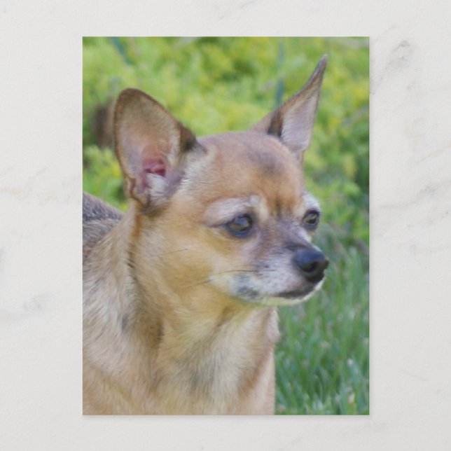 Cartão Postal Chihuahua (Frente)
