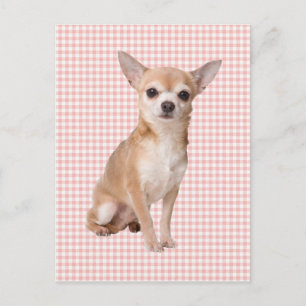 Cartão Postal Chihuahua