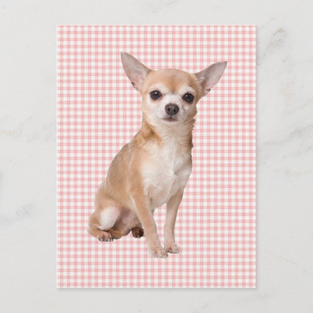 Cartão Postal Chihuahua (Frente)