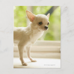 Cartão Postal Chihuahua