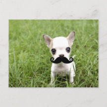 Chihuahua com bigode engraçado no jardim