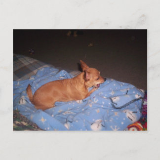 Cartão Postal Chihuahua descansando