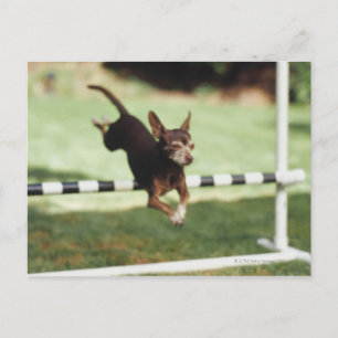 Cartão Postal Chihuahua Jumping Hurdle