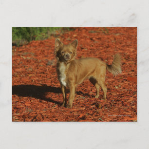 Cartão Postal Chihuahua olhando para a câmera