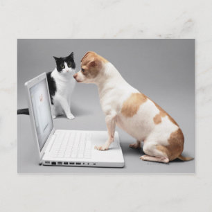 Cartão Postal Chihuahua olhando para a tela de um laptop