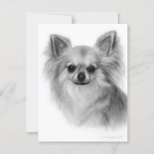 Cartão Postal Chihuahua Pintou Retrato Pet Pintado