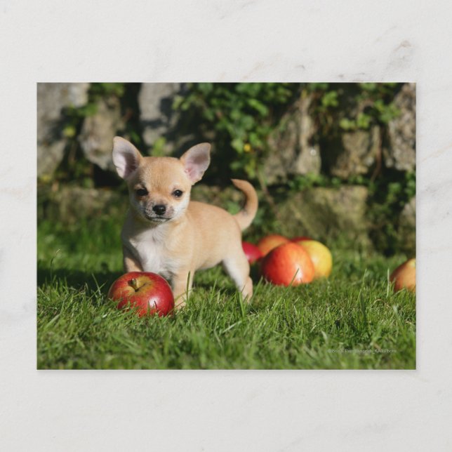 Cartão Postal Chihuahua Puppy com Maçãs (Frente)