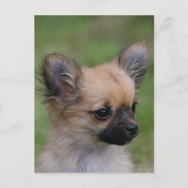 Cartão Postal Chihuahua Puppy de longa distância olhando para a  (Frente)