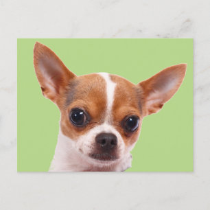 Cartão Postal Chihuahua Puppy Dog